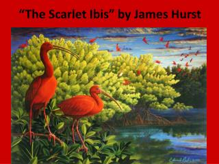 literary analysis essay on the scarlet ibis “the scarlet ibis” literary analysis the scarlet ibis is a very well – elaborated and splendid story written by james hurst the author has describes the events in perfect, precise detail with an outstanding form of writing which makes it even more astonishing. literary analysis essay on the scarlet ibis “the scarlet ibis” literary analysis the scarlet ibis is a very well – elaborated and splendid story written by james hurst the author has describes the events in perfect, precise detail with an outstanding form of writing which makes it even more astonishing.