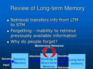 literature review on long term memory