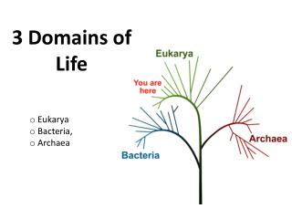 PPT - Three Domains Of Life PowerPoint Presentation - ID:5384563