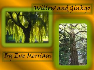 willow ginkgo merriam eve simile ppt powerpoint presentation slideserve