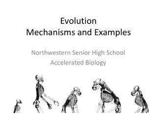 what is evolution and examples