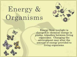 PPT - Energy Transfer Between Organisms PowerPoint Presentation - ID ...