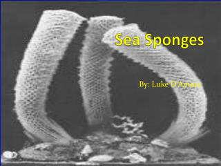 how do sponges get oxygen what does a sea star use to move around on on the ocean floor