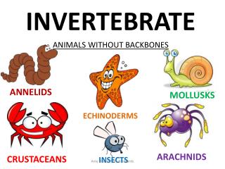 PPT - INVERTEBRATE PowerPoint Presentation - ID:2090708