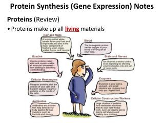 Protein synthesis notes