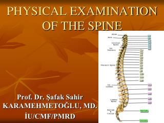 PPT - Physical And Radiographic Examination Of The Spine PowerPoint ...