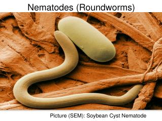 PPT - TISSUE NEMATODES PowerPoint Presentation - ID:297497