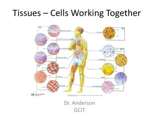Group cells work together do same job