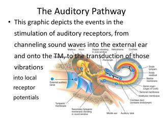 define auditory