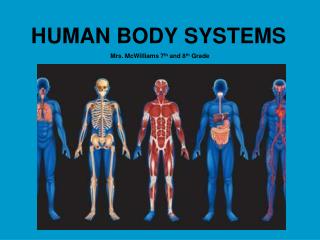 Ppt - Human Body Systems-part 3 7th Grade Powerpoint Presentation - Id 