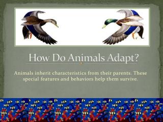 PPT - how animals adapt to their environment PowerPoint Presentation