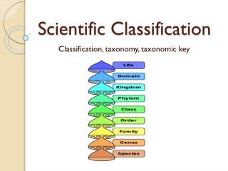 PPT - Eight Major Taxonomic Ranks (Hierarchy of Biological