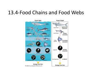 Single species models for many species food webs