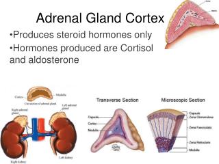 Synthesis of steroid hormones in the adrenal cortex