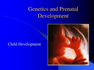 PPT - CHAPTER 4 PRENATAL DEVELOPMENT AND BIRTH PowerPoint Presentation ...