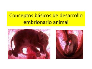 PPT - SEGUNDA SEMANA DE DESARROLLO EMBRIONARIO PERIODO BILAMINAR ...