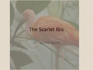 The scarlet ibis essay