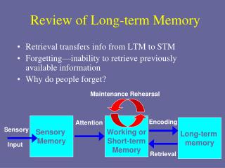 literature review on long term memory