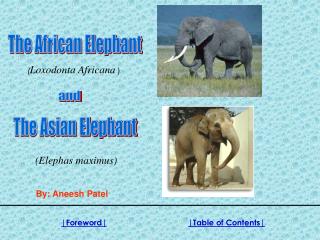 The Elephant Man Essay