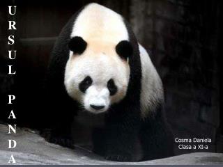 Amanda Der Panda Amanda Der Panda