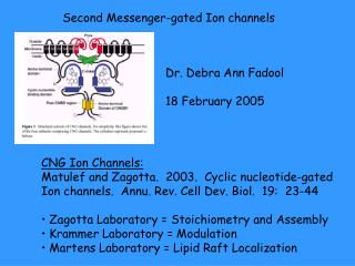 Second Messenger-gated Ion channels