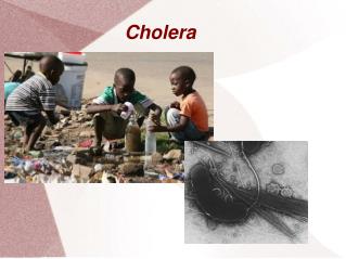 cholera vibrio presentation powerpoint transmission ppt cholerae slideserve