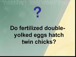 Q: Does a fertilized double yolked egg hatch twin chicks