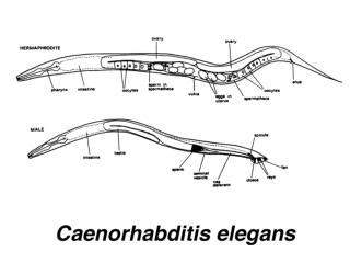 Advantages of C. elegans : 1. rapid life cycle 2. hermaphrodite 3. prolific reproduction 4. transparent 5. only ~1000 c