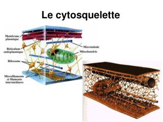 PPT - Cytosquelette Et Microtubules PowerPoint Presentation - ID:856922