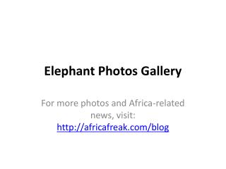 Elephant photos to download for free