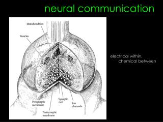 ppt steps in neural communication powerpoint neural communication