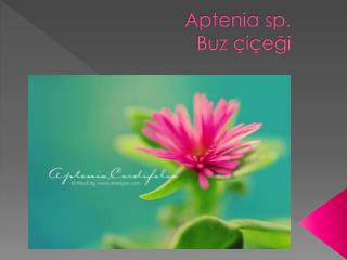 Aptenia sp. Buz çiçeği