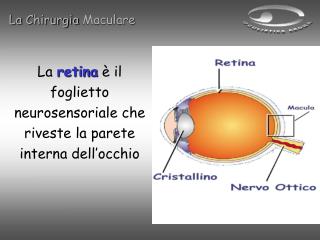 La retina è il foglietto neurosensoriale che riveste la parete interna dell’occhio