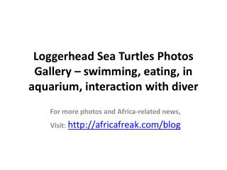 Photos of Loggerhead sea turtle to download for free