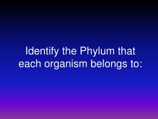 Identify the Phylum that each organism belongs to: