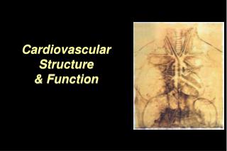 Cardiovascular Structure &amp; Function