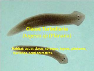 Classe Turbellaria Dugesia sp (Planaria)