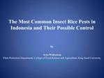 The Most Common Insect Rice Pests in Indonesia and Their Possible Control by Arya Widyawan Plant Protection D