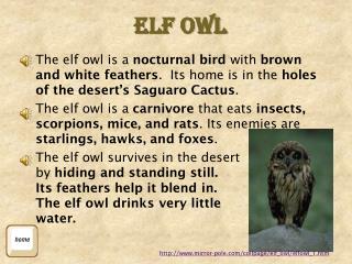 Elf Owl