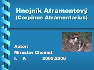 Hnojník Atramentový (Corpinus Atramentarius)