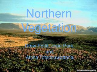 Northern Vegetation