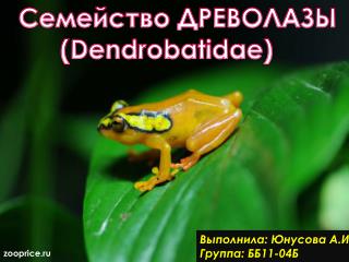 Семейство ДРЕВОЛАЗЫ ( Dendrobatidae )