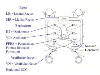 Eyes: LR = Lateral Rectus MR = Medial Rectus Brainstem: III = Oculomotor VI = Abducens