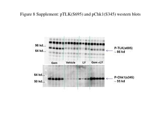 Figure 8 Supplement: pTLK(S695) and pChk1(S345) western blots