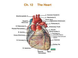 Ch. 12 The Heart