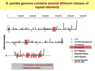 S. pombe genome contains several different classes of repeat elements