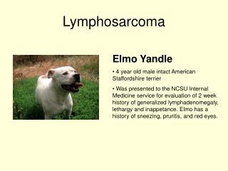 Lymphosarcoma