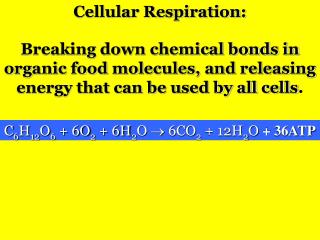 Cellular Respiration: