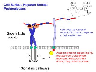 Cell Surface Heparan Sulfate Proteoglycans