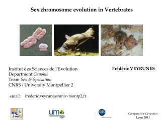Sex chromosome evolution in Vertebrates